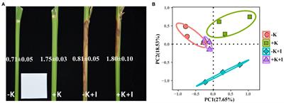 Potassium Deficiency in Rice Aggravates Sarocladium oryzae Infection and Ultimately Leads to Alterations in Endophyte Communities and Suppression of Nutrient Uptake